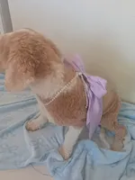 Suna , a female Goldendoodle for sale in Miami, FL – 8 of 10