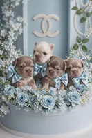Caviar (fluffy big rope New shade isabella boy ) , a male French Bulldog for sale in Miami, FL – Photo 6 of 10