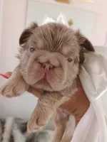 Caviar (fluffy big rope New shade isabella boy ) , a male French Bulldog for sale in Miami, FL – Photo 1 of 10