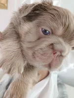 Caviar (fluffy big rope New shade isabella boy ) , a male French Bulldog for sale in Miami, FL – Photo 9 of 10