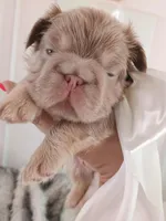 Caviar (fluffy big rope New shade isabella boy ) , a male French Bulldog for sale in Miami, FL – Photo 10 of 10