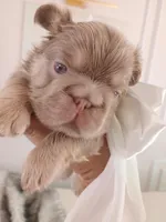 Caviar (fluffy big rope New shade isabella boy ) , a male French Bulldog for sale in Miami, FL – Photo 8 of 10