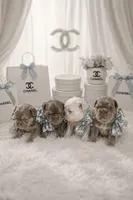 Caviar (fluffy big rope New shade isabella boy ) , a male French Bulldog for sale in Miami, FL – Photo 7 of 10