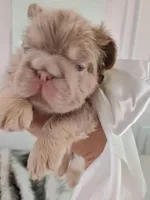 Caviar (fluffy big rope New shade isabella boy ) , a male French Bulldog for sale in Miami, FL – Photo 5 of 10