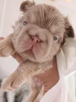 Caviar (fluffy big rope New shade isabella boy ) , a male French Bulldog for sale in Miami, FL – Photo 4 of 10