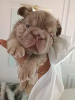 Caviar (fluffy big rope New shade isabella boy ) , a male French Bulldog for sale in Miami, FL – Photo 2 of 10