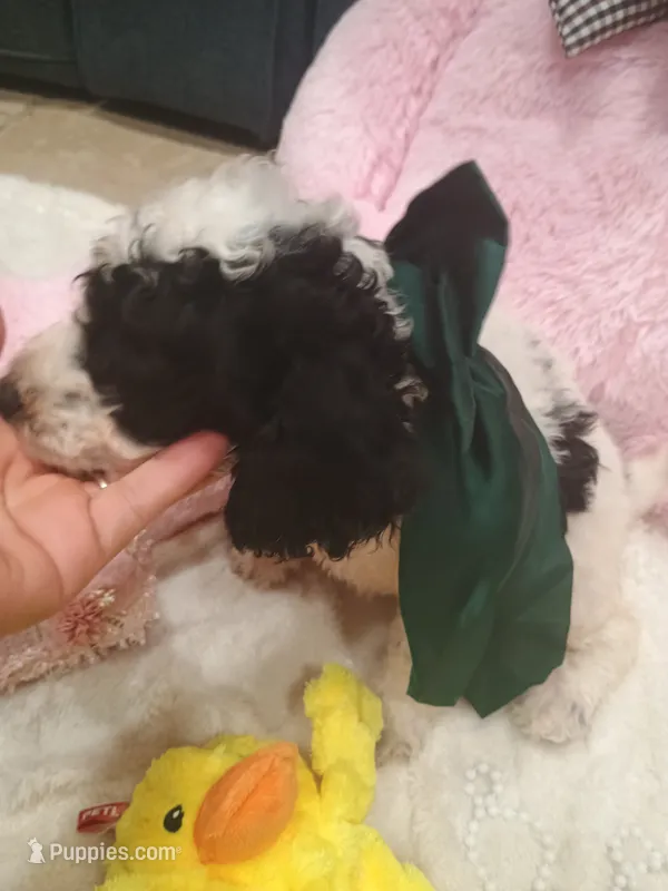 Bella  – Goldendoodle puppy for sale in Miami, FL