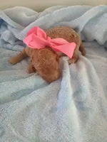 Camila , a female Goldendoodle for sale in Miami, FL – 2 of 10