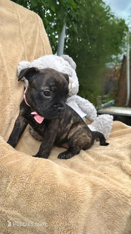 Lori  – American Pit Bull Terrier puppy for sale in Miami, FL
