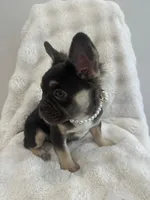 Daniella, a female French Bulldog for sale in Miami, FL – Photo 8 of 10