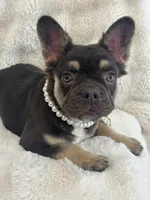 Daniella, a female French Bulldog for sale in Miami, FL – Photo 10 of 10