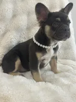 Daniella, a female French Bulldog for sale in Miami, FL – Photo 9 of 10