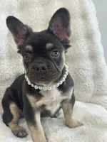 Daniella, a female French Bulldog for sale in Miami, FL – Photo 3 of 10