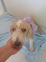 Suna , a female Goldendoodle for sale in Miami, FL – 5 of 10
