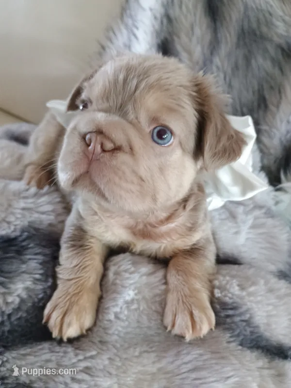 Ferrari (fluffy big rope New shade Isabella boy )  – French Bulldog puppy for sale in Miami, FL
