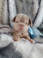 Tesla (New shade big rope fluffy boy ) , a male French Bulldog for sale in Miami, FL – 3 of 9