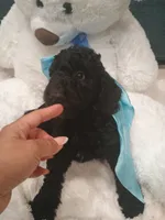 Bear, a female Goldendoodle for sale in Miami, FL – 4 of 10