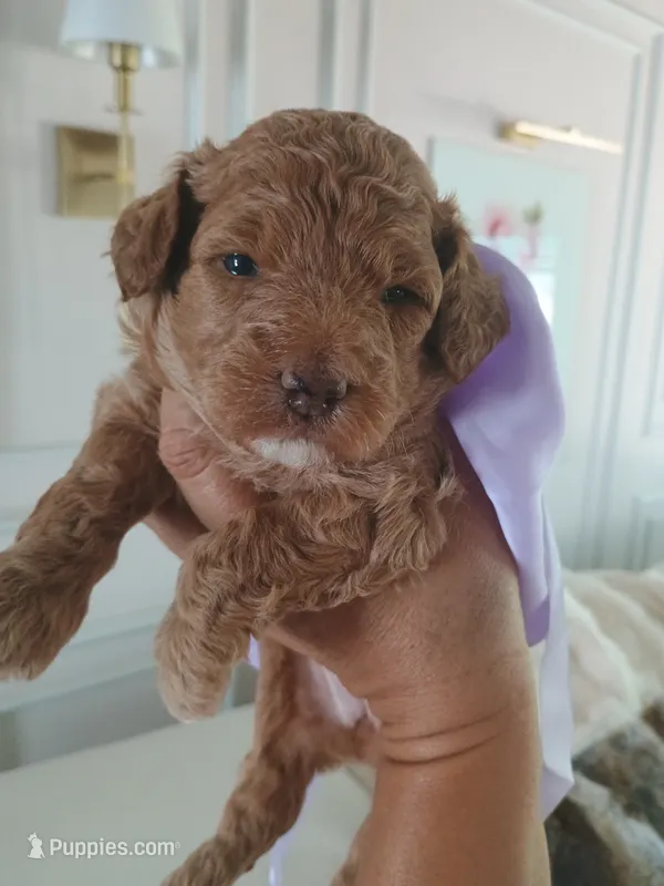 Camila  – Goldendoodle puppy for sale in Miami, FL