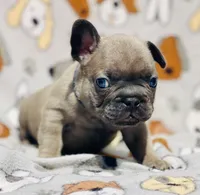 CHANCE, a male French Bulldog for sale in Orlando, FL – 8 of 9