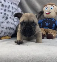 WOLFIE , a female French Bulldog for sale in Hawthorne, NY – 2 of 3