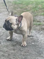 LOKI, a male French Bulldog for sale in Orlando, FL – 10 of 10