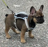 TRINITY , a female French Bulldog for sale in Orlando, FL – 2 of 4