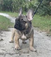 JAX, a male French Bulldog for sale in Orlando, FL – 2 of 9