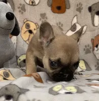 CHASE, a male French Bulldog for sale in Orlando, FL – Photo 4 of 8