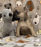 CHASE, a male French Bulldog for sale in Orlando, FL – Photo 2 of 8