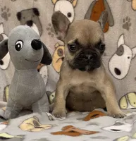 CHASE, a male French Bulldog for sale in Orlando, FL – Photo 5 of 8