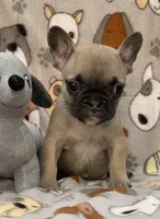 REX, a male French Bulldog for sale in Orlando, FL – Photo 2 of 8