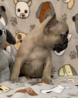 REX, a male French Bulldog for sale in Orlando, FL – Photo 3 of 8