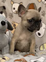 REX, a male French Bulldog for sale in Orlando, FL – Photo 1 of 8