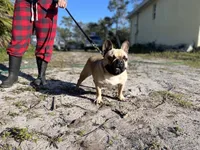 REX, a male French Bulldog for sale in Orlando, FL – Photo 7 of 8