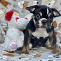 BEASTIE, a female English Bulldog for sale in Orlando, FL – Photo 1 of 10