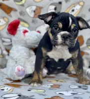 BEASTIE, a female English Bulldog for sale in Orlando, FL – Photo 1 of 10