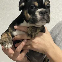 BEASTIE, a female English Bulldog for sale in Orlando, FL – Photo 2 of 10