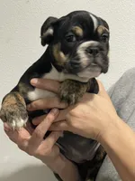 BEASTIE, a female English Bulldog for sale in Orlando, FL – Photo 2 of 10