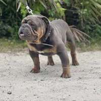BEASTIE, a female English Bulldog for sale in Orlando, FL – Photo 8 of 10