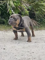 BEASTIE, a female English Bulldog for sale in Orlando, FL – Photo 8 of 10