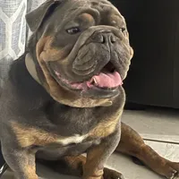 BEASTIE, a female English Bulldog for sale in Orlando, FL – Photo 4 of 10