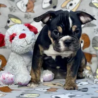 BEASTIE, a female English Bulldog for sale in Orlando, FL – Photo 9 of 10