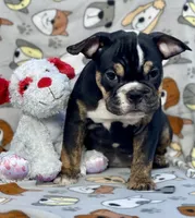 BEASTIE, a female English Bulldog for sale in Orlando, FL – Photo 9 of 10