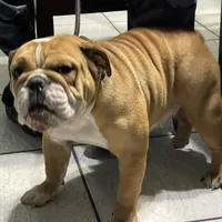 BEASTIE, a female English Bulldog for sale in Orlando, FL – Photo 6 of 10