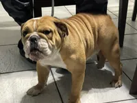 BEASTIE, a female English Bulldog for sale in Orlando, FL – Photo 6 of 10