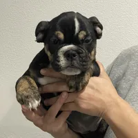 BEASTIE, a female English Bulldog for sale in Orlando, FL – Photo 5 of 10