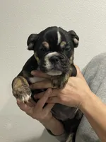 BEASTIE, a female English Bulldog for sale in Orlando, FL – Photo 5 of 10