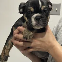 BEASTIE, a female English Bulldog for sale in Orlando, FL – Photo 3 of 10