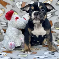 BEASTIE, a female English Bulldog for sale in Orlando, FL – Photo 10 of 10