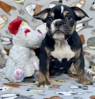 BEASTIE, a female English Bulldog for sale in Orlando, FL – Photo 10 of 10